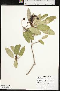 Arbutus xalapensis image