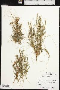 Cuscuta cuspidata image