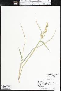 Echinochloa muricata var. microstachya image