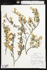 Cytisus scoparius image