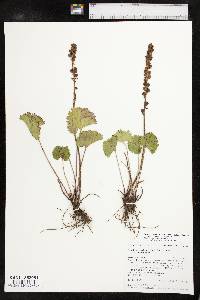 Synthyris missurica subsp. missurica image