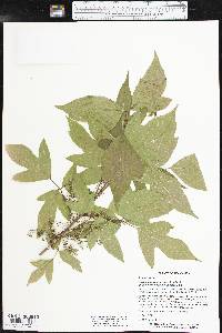 Toxicodendron radicans subsp. verrucosum image