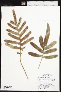 Polypodium scouleri image