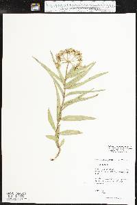 Asclepias asperula subsp. capricornu image