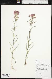 Castilleja indivisa image