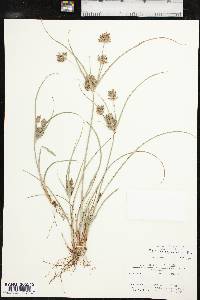 Cyperus schweinitzii image