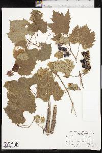 Vitis acerifolia image