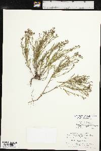 Stenaria nigricans image