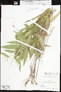 Dichanthelium boscii image