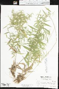 Dichanthelium dichotomum subsp. microcarpon image
