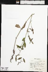 Spermacoce glabra image