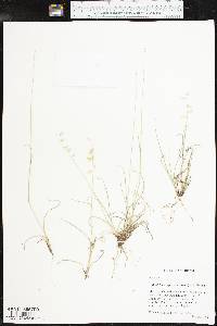 Bouteloua rigidiseta image