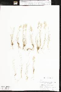 Eragrostis secundiflora subsp. oxylepis image