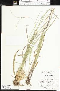 Paspalum setaceum var. muhlenbergii image