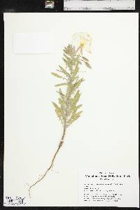 Oenothera engelmannii image