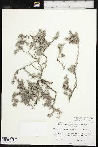 Euploca confertifolia image