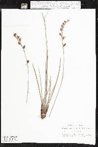 Pleea tenuifolia image