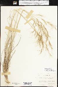 Aristida purpurea var. wrightii image