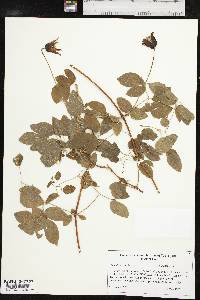 Clematis crispa image