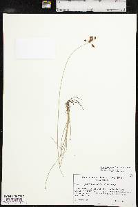 Fimbristylis puberula image