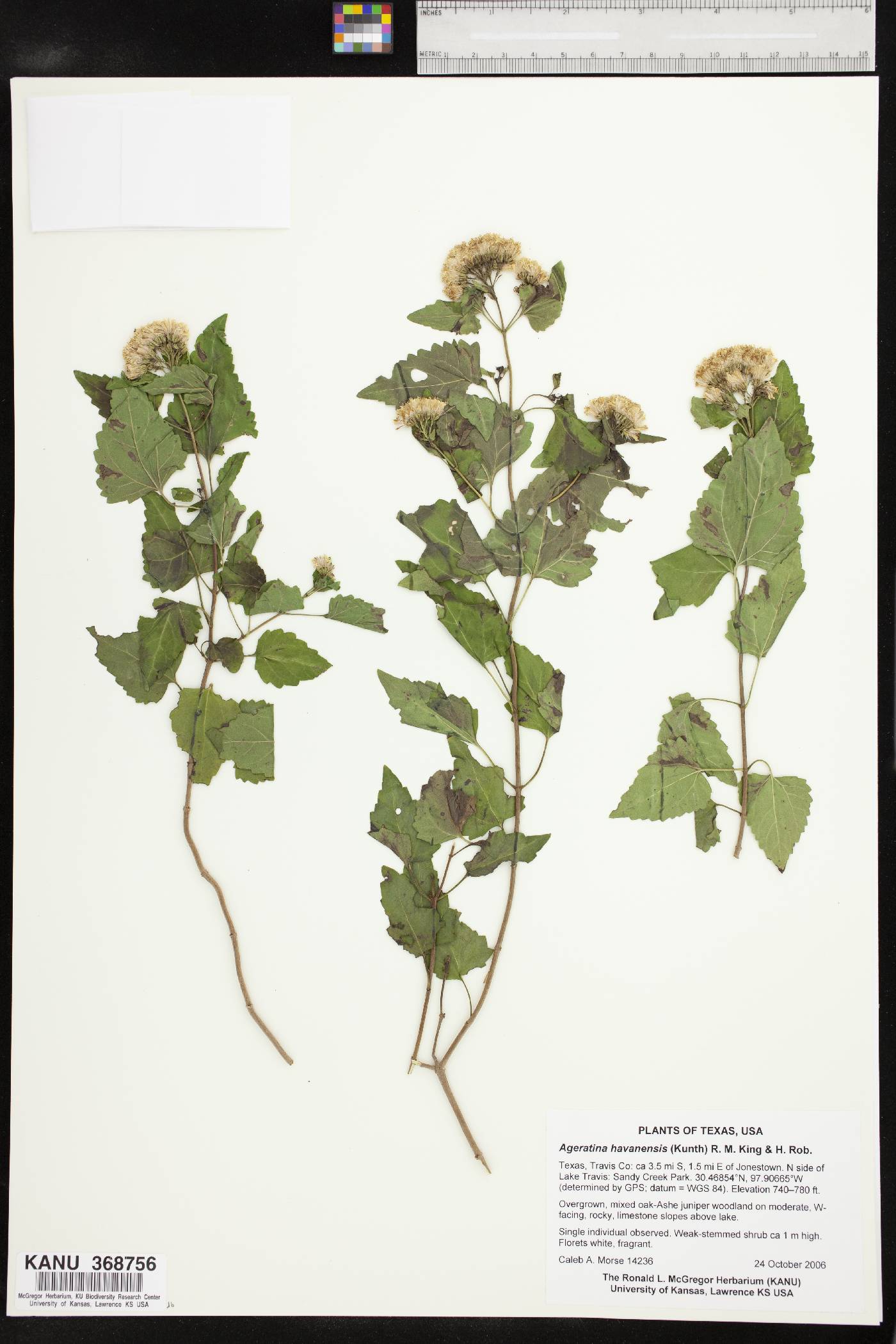 Ageratina havanensis image