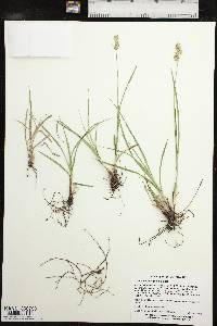 Carex austrina image