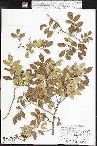 Rhus virens image