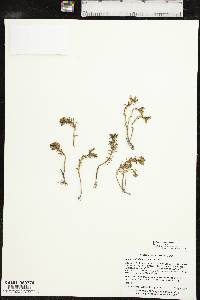 Sedum pulchellum image