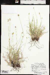 Carex texensis image