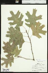 Quercus shumardii image