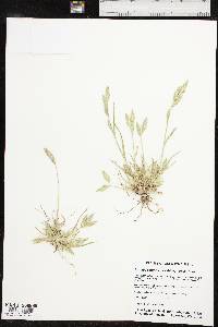 Bromus catharticus var. catharticus image