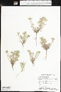 Cryptantha minima image