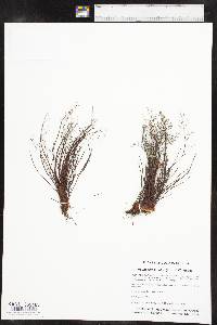 Argyrochosma fendleri image