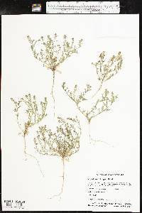 Lepidium oblongum image