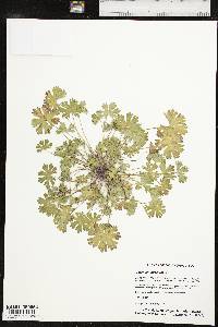 Geranium pusillum image