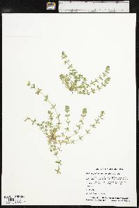 Cruciata pedemontana image