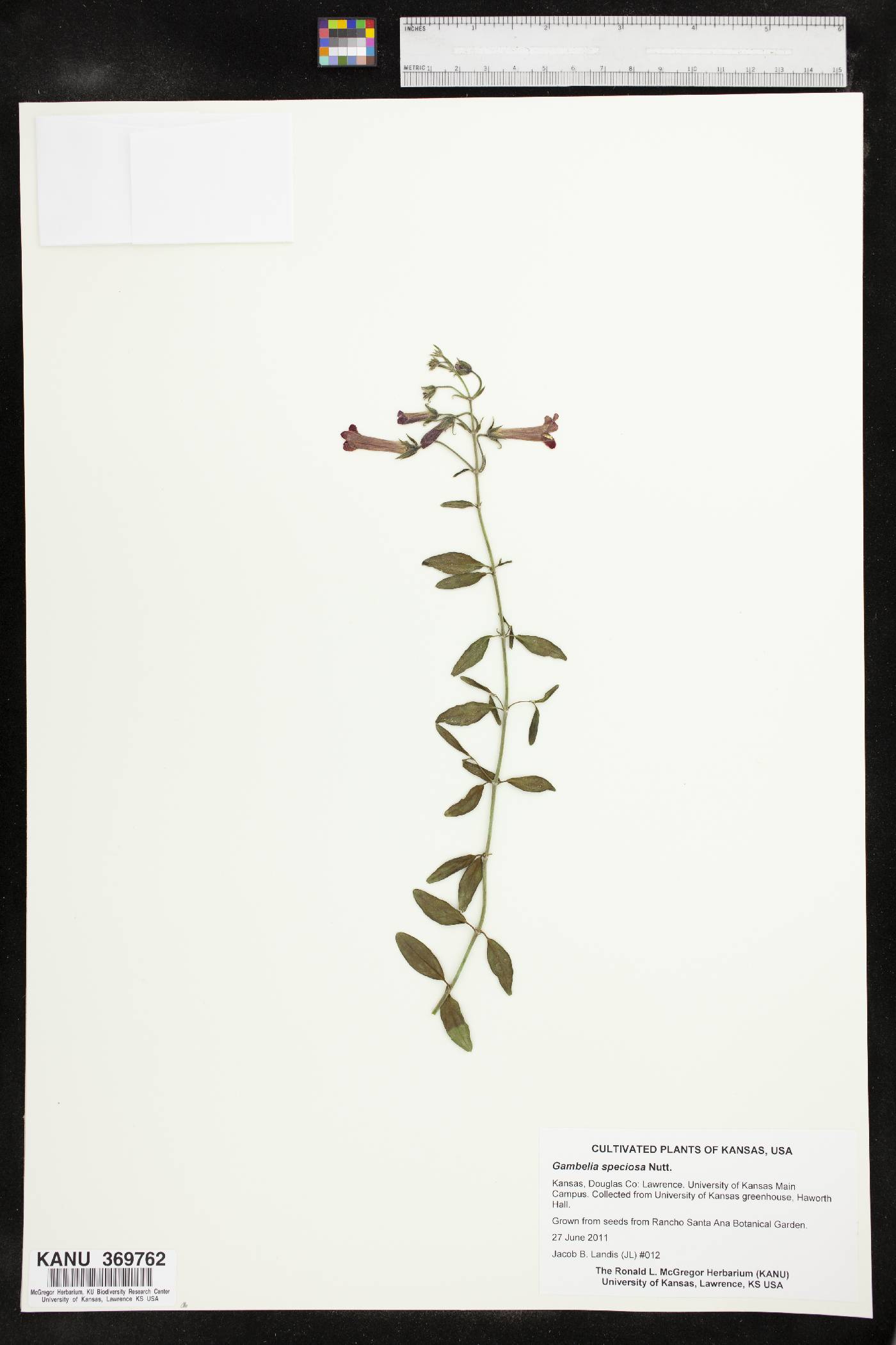 Gambelia speciosa image