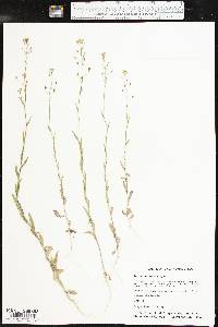 Camelina microcarpa image