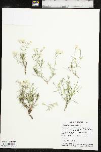 Phlox oklahomensis image