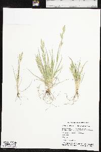 Bromus catharticus image