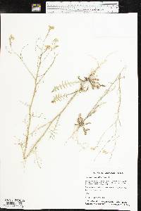 Sisymbrium altissimum image