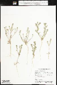 Lepidium oblongum image