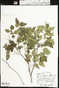 Celtis reticulata image