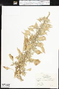 Amaranthus palmeri image