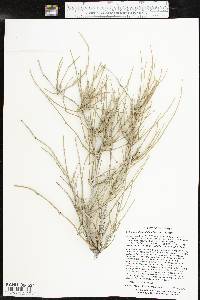 Ephedra antisyphilitica image