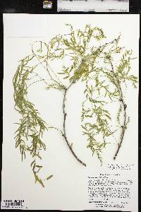 Prosopis glandulosa image