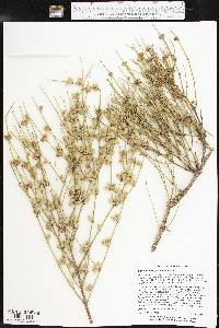 Ephedra torreyana image