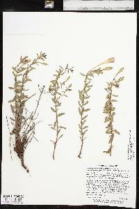 Calylophus hartwegii subsp. pubescens image