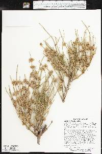 Ephedra torreyana image