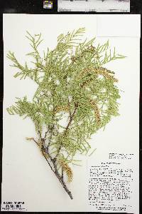 Prosopis glandulosa image